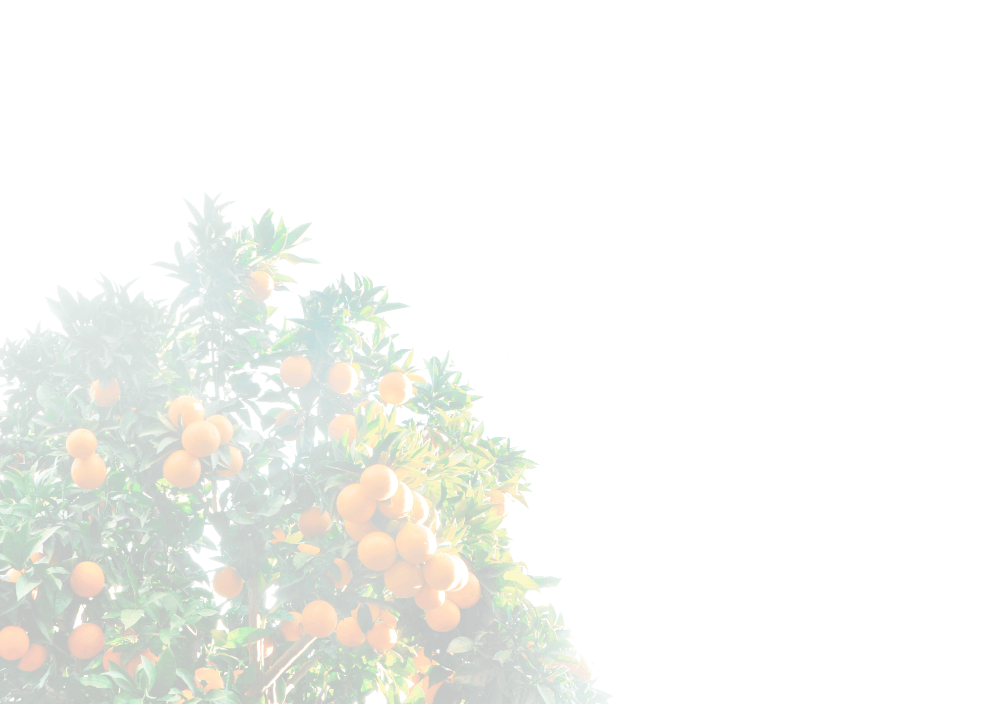 Orange Grove Tree